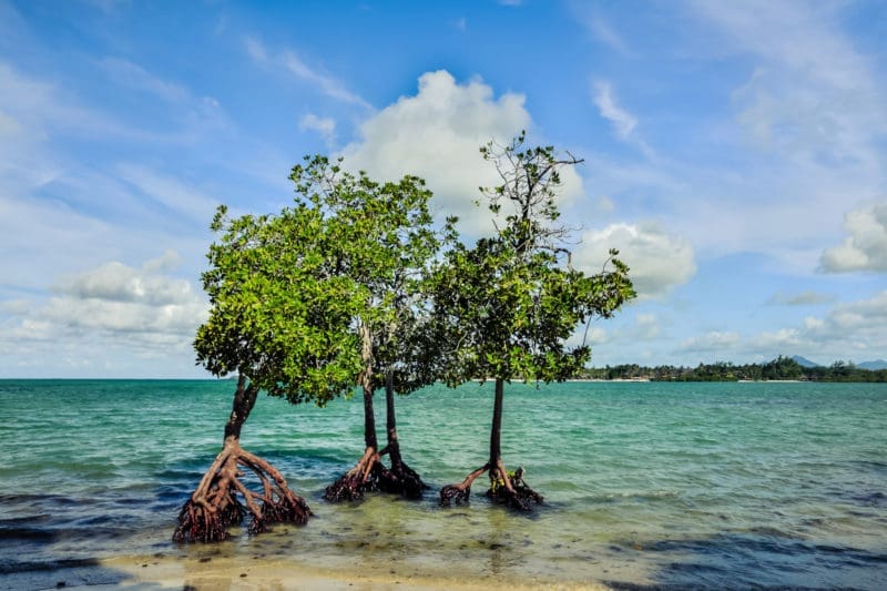 shutterstock_759304195
